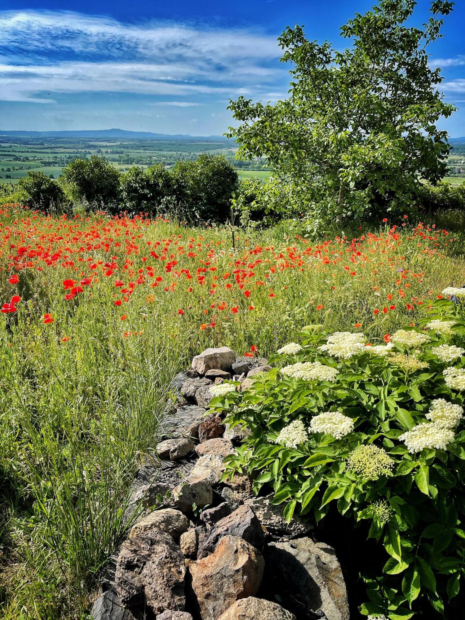 Somlo Wineshop Guesthouse Somlovasarhely Dış mekan fotoğraf