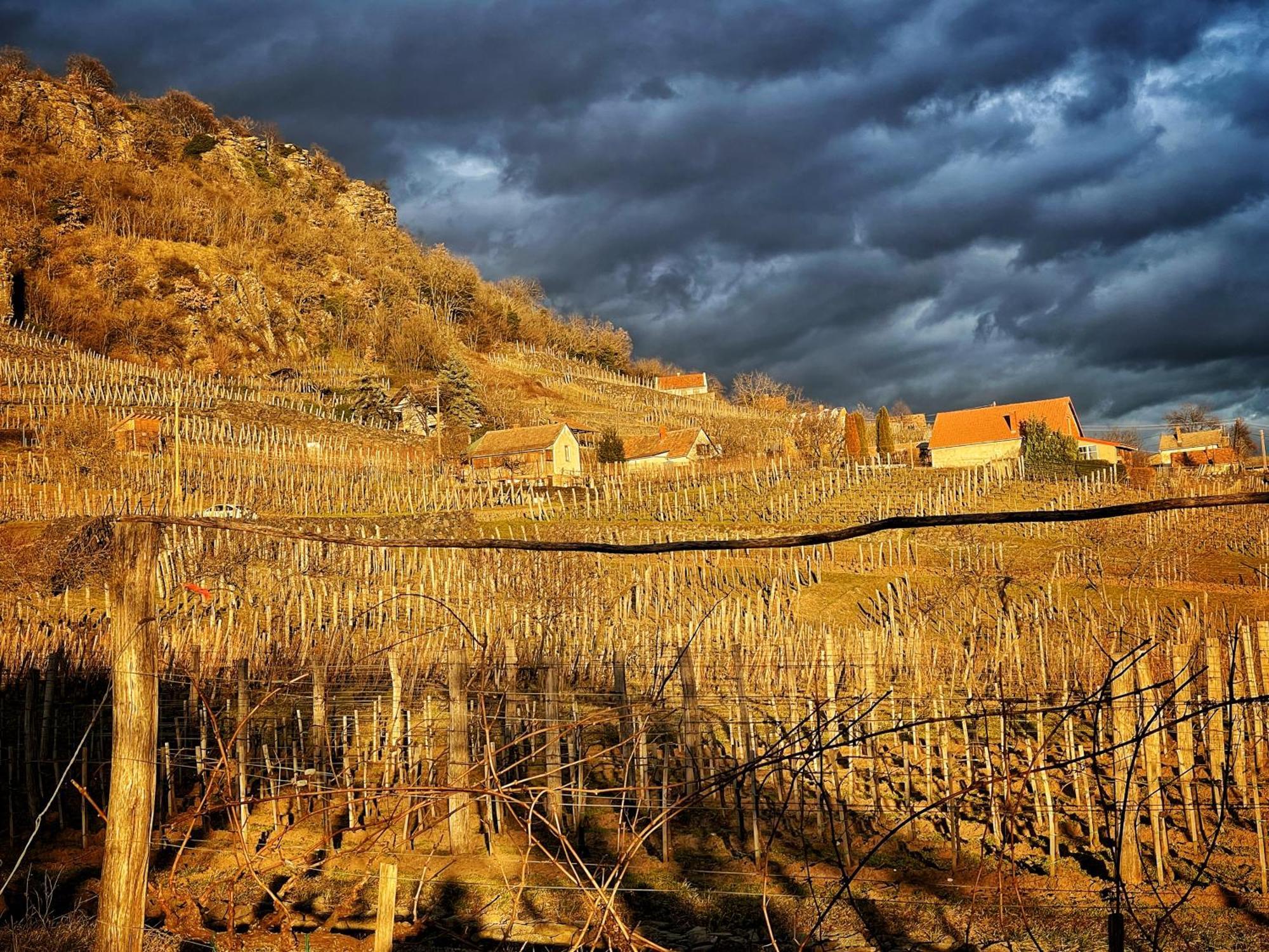 Somlo Wineshop Guesthouse Somlovasarhely Dış mekan fotoğraf